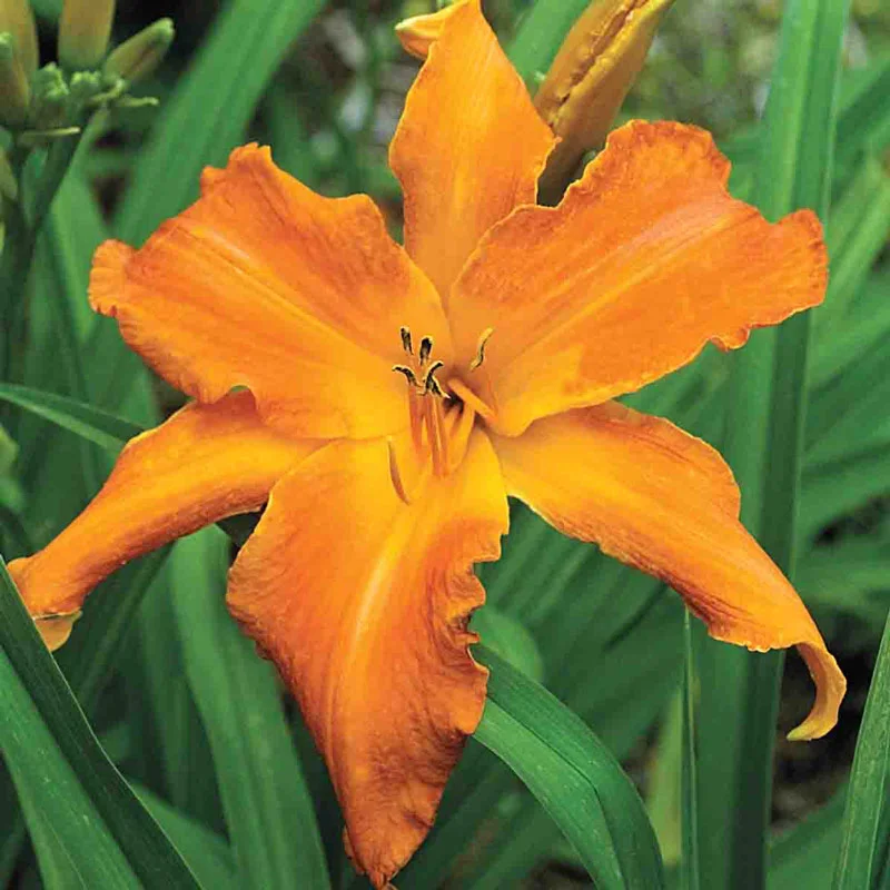 1495-primal-scream-daylily-1.webp