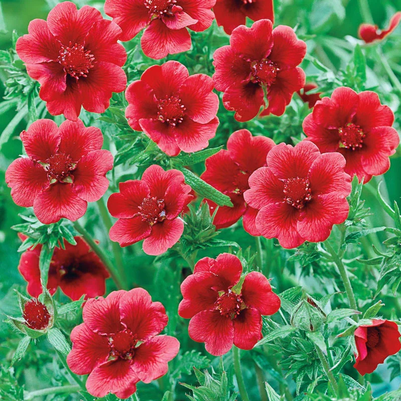Monarch's Velvet Cinquefoil