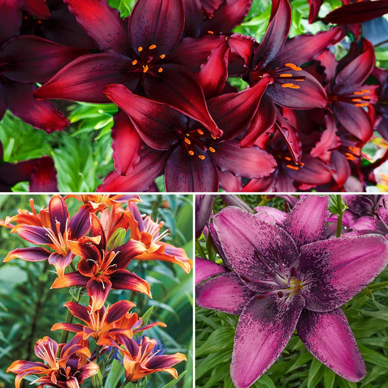 Asiatic Lily Collection