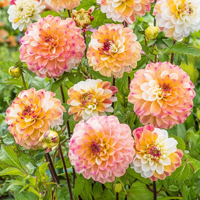 Double Jill Dahlia 1 1499-double-jill-dahlia-1.webp