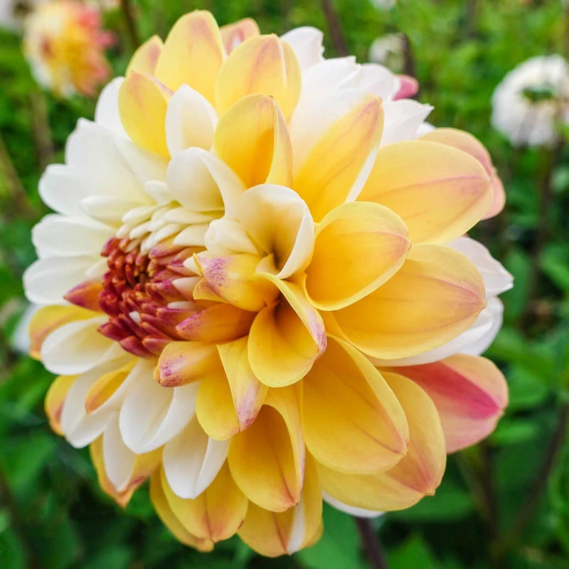 1499-double-jill-dahlia-1.webp