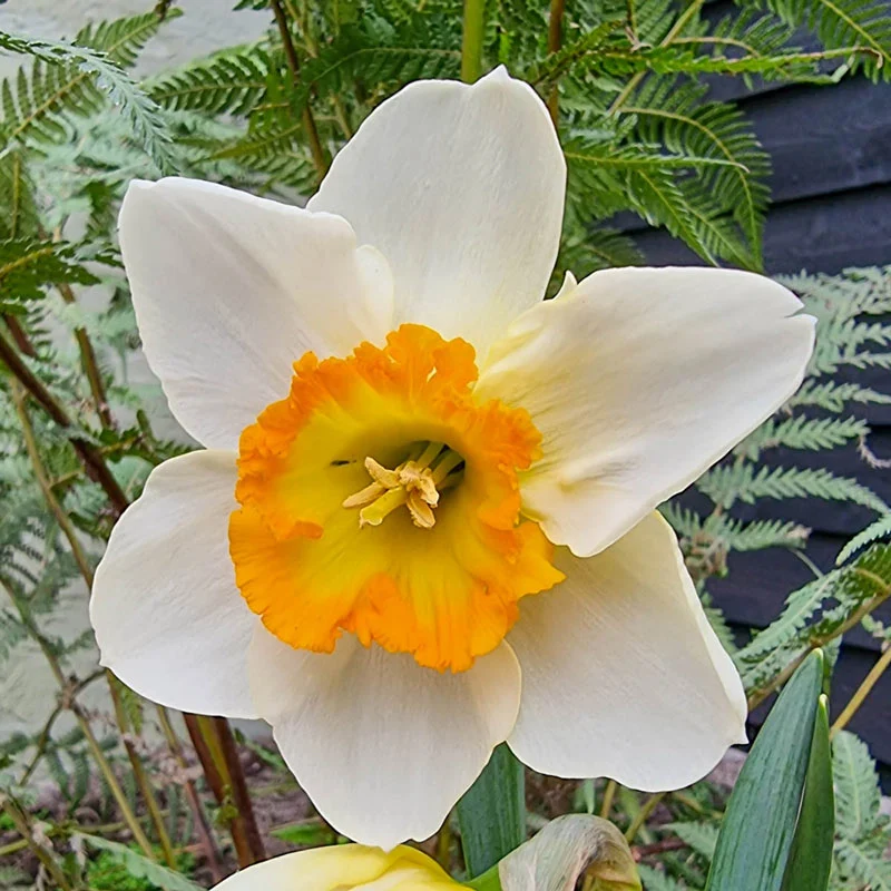 15-happy-smiles-daffodil-1.webp