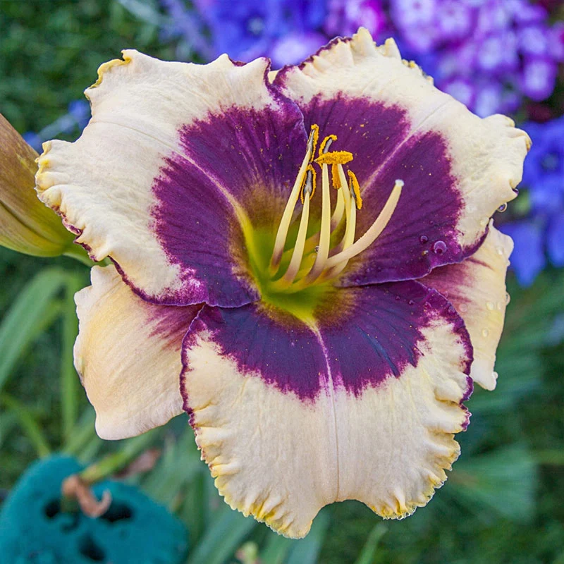 150-blackthorne-reblooming-daylily-1.webp