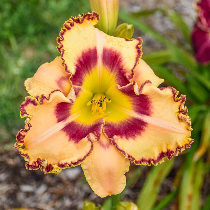 1506-king-of-the-ages-reblooming-daylily-1.webp
