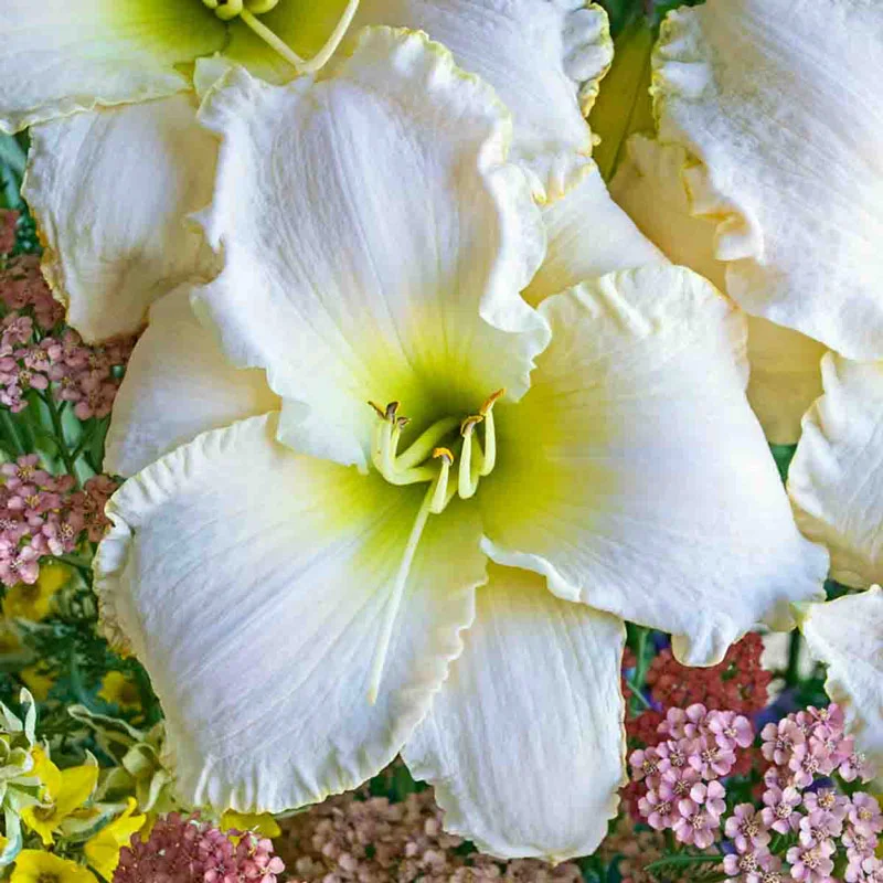 Early Snow Reblooming Daylily