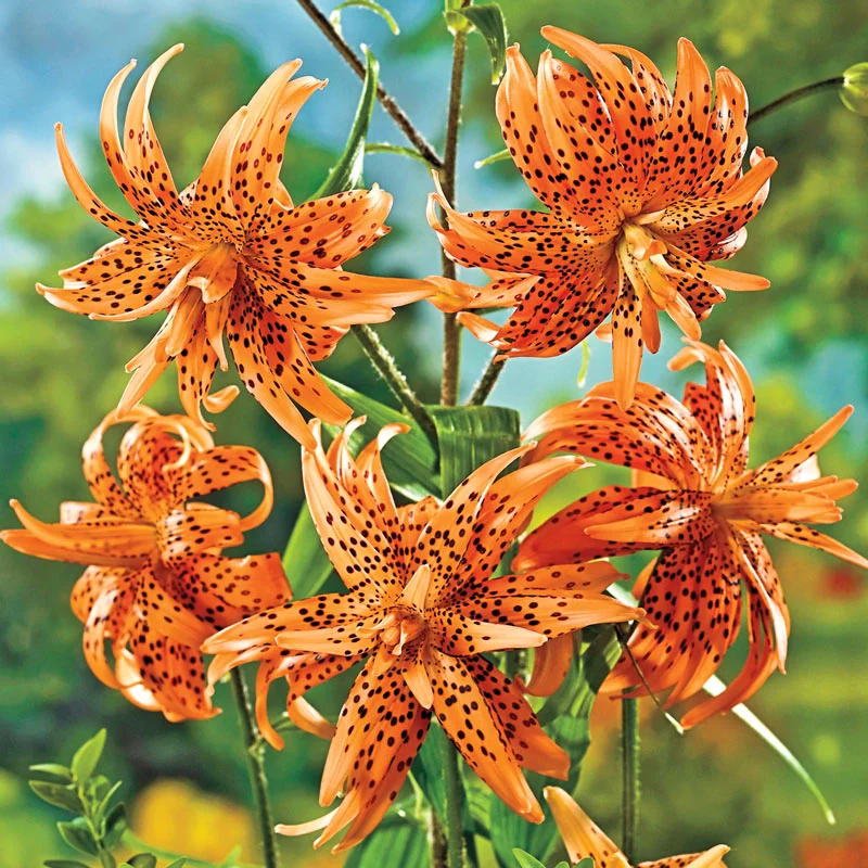 Flore Pleno Lily 1 1512-flore-pleno-lily-1.webp
