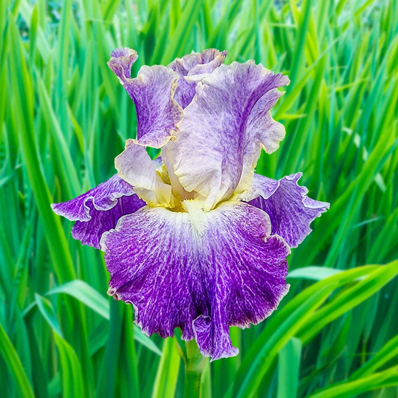 Moonlit Water Bearded Iris 1 1513-moonlit-water-bearded-iris-1.webp