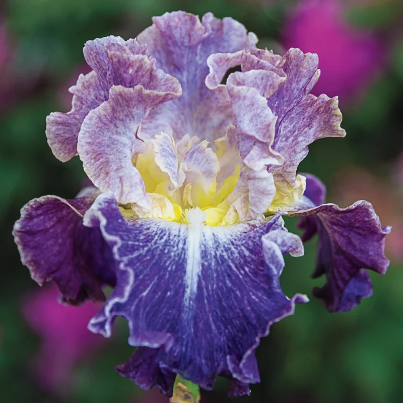 1513-moonlit-water-bearded-iris-1.webp