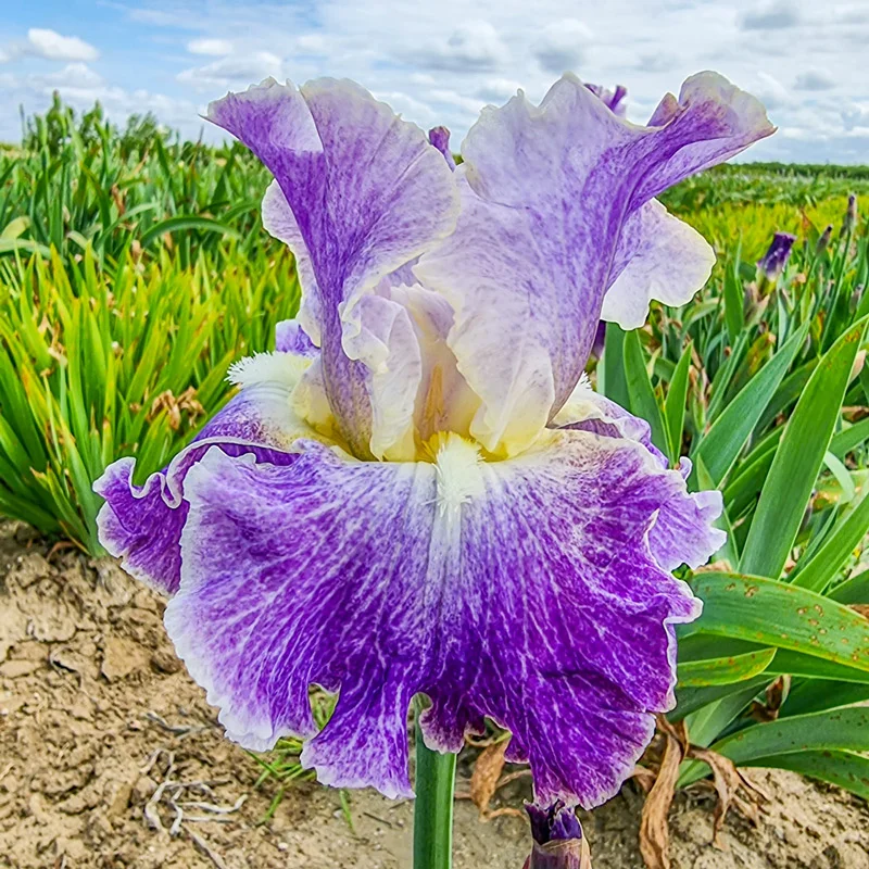 1513-moonlit-water-bearded-iris-1.webp