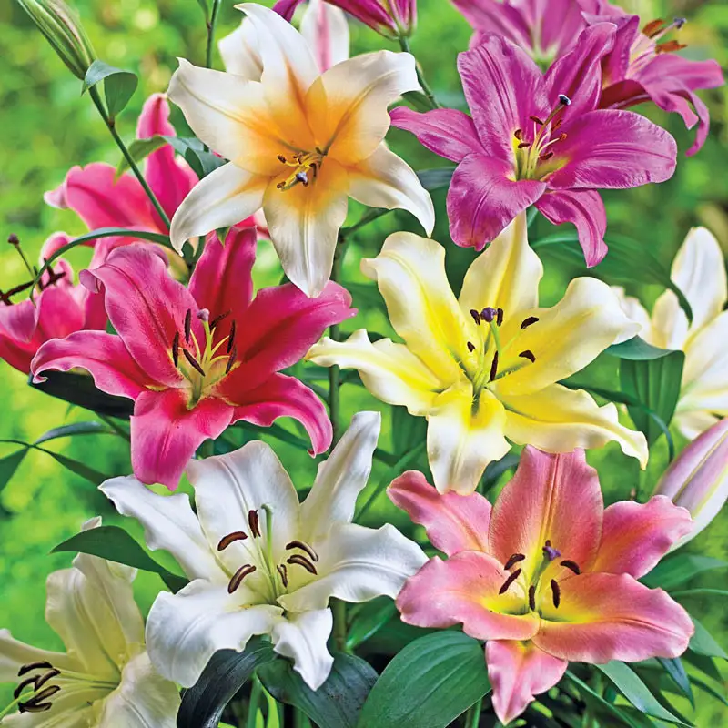 Lily TreeÂ® Mixture