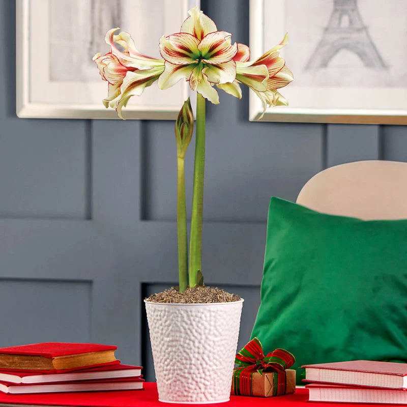 Dragonfly Single Amaryllis