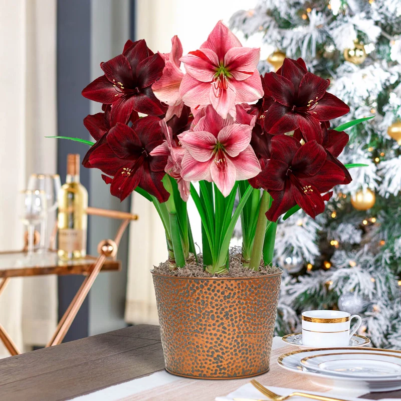 Festival Amaryllis Trio in Dimpled Bronze-Tone Pot