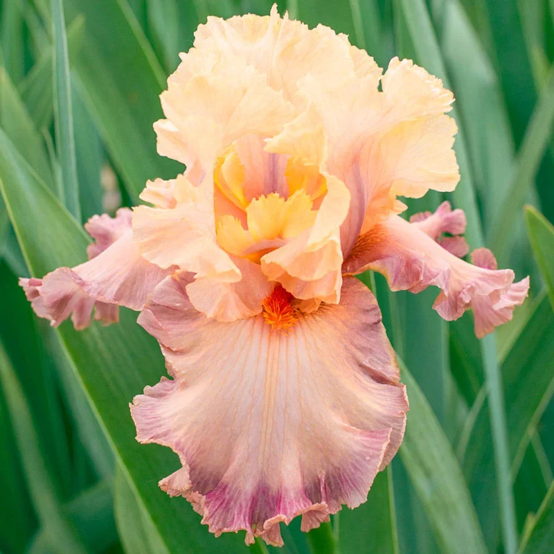 1525-poster-girl-bearded-iris-1.webp