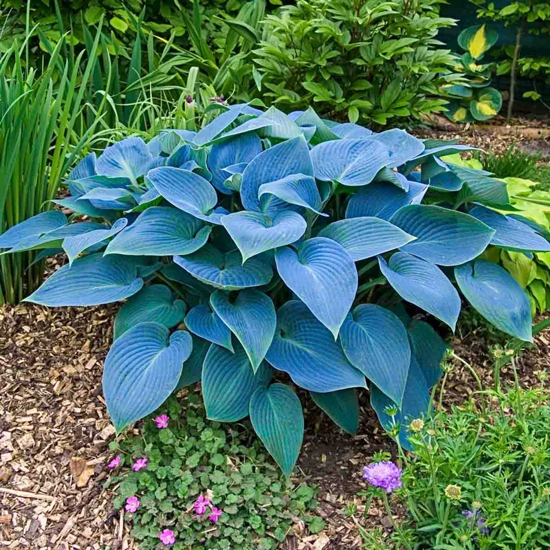 Halcyon Hosta