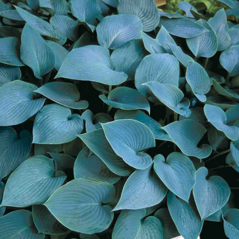 Halcyon Hosta