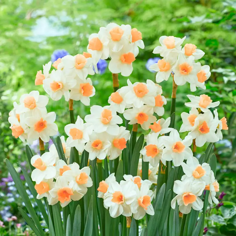 Kapiti Peach Daffodil