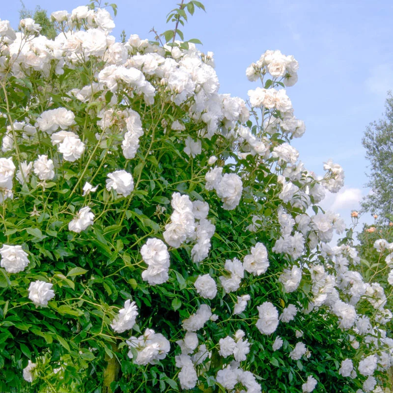 Iceberg Floribunda Rose