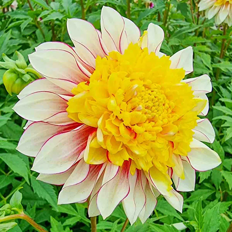 Polka Dahlia