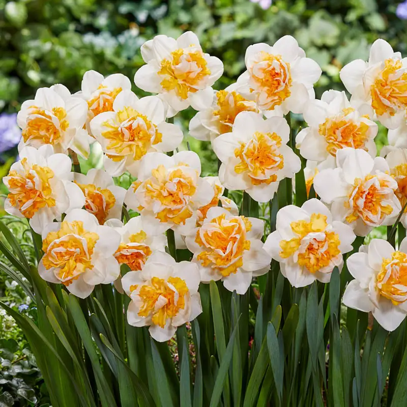 Peach Prince Daffodil