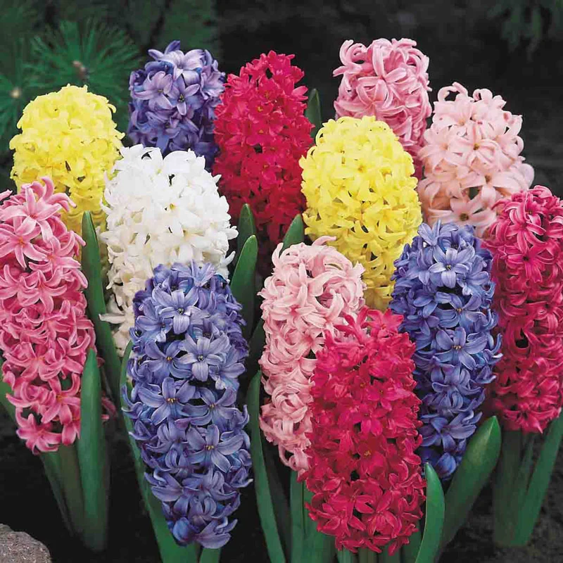 Giant Hyacinth Mixture 1 1543-giant-hyacinth-mixture-1.webp