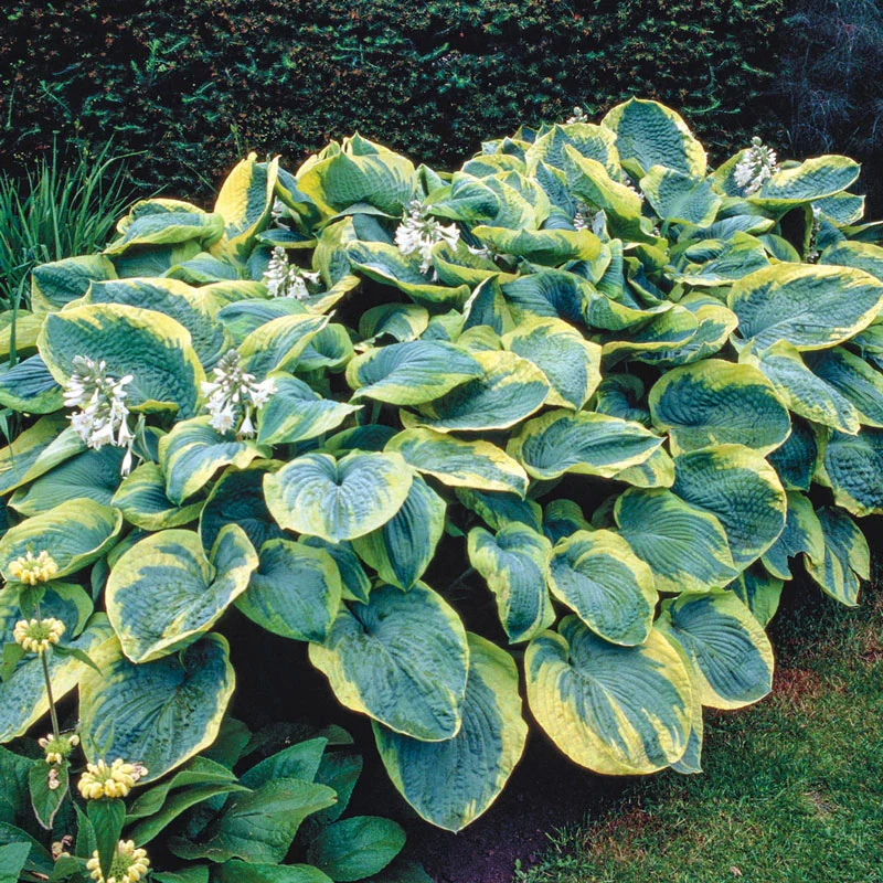 1549-frances-williams-hosta-1.webp