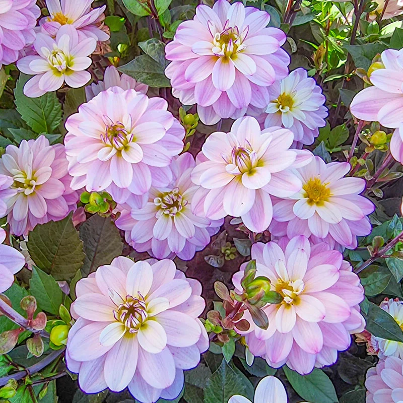 Pacific Jewel Dahlia