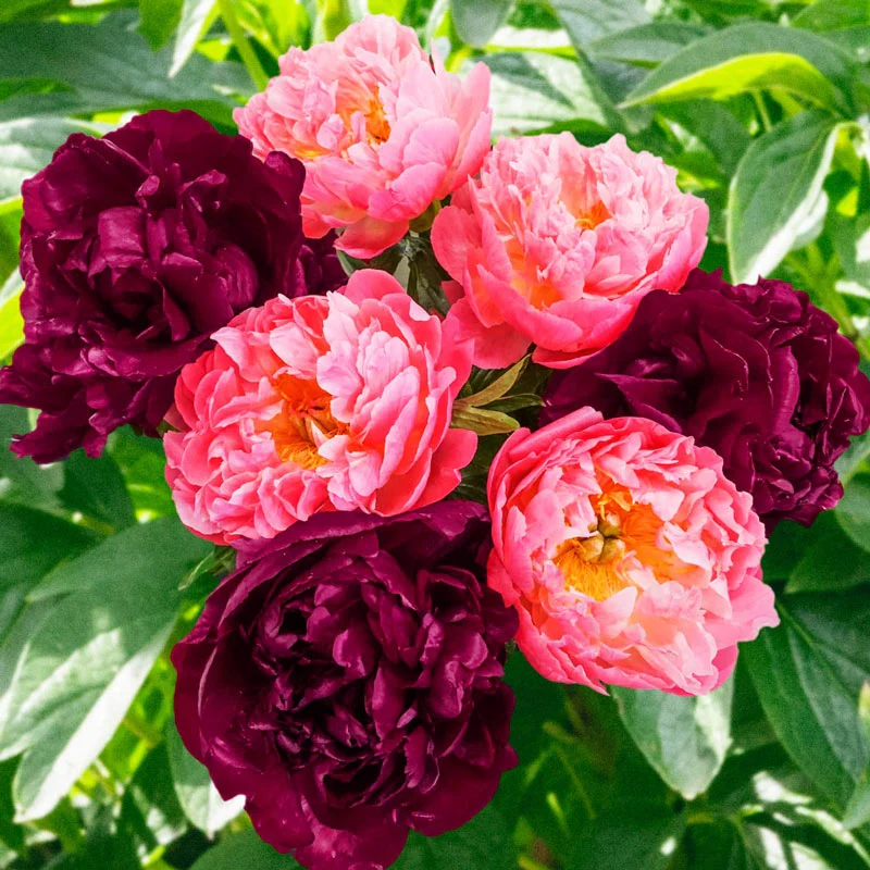 Colour in Harmony Peony Duet