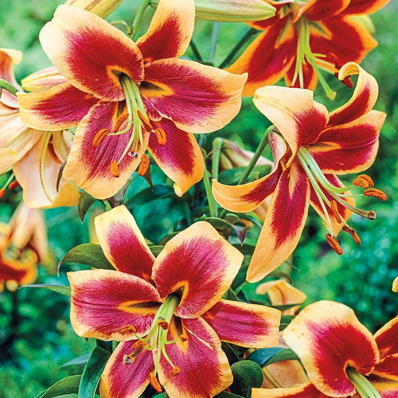 1551-red-morning-lily-tree–1.webp
