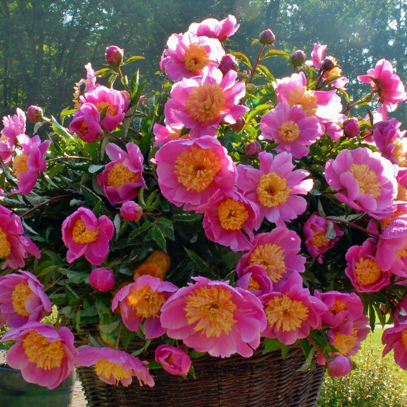 Doreen Peony
