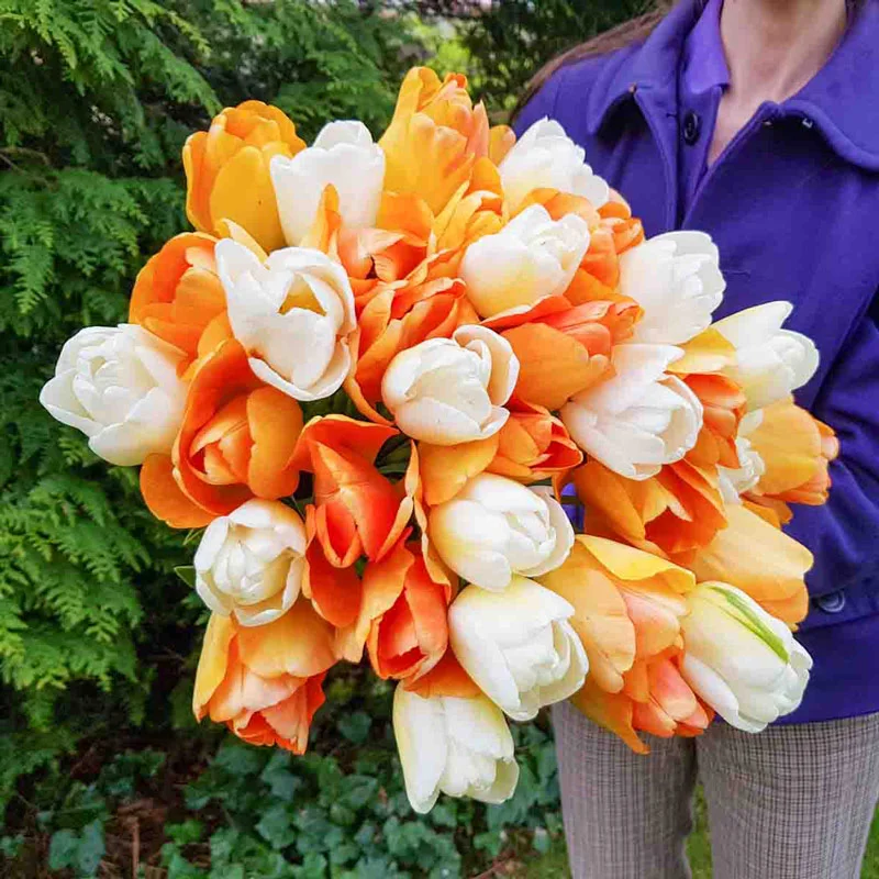 Apricot Parfait Tulip Mixture