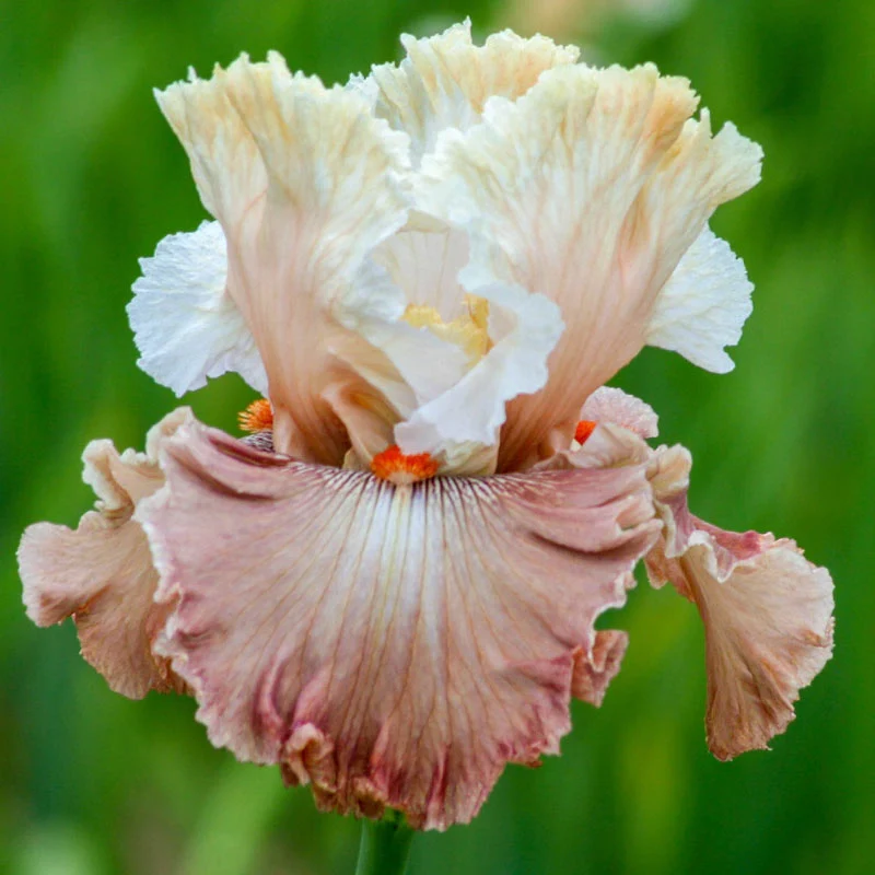 Champagne & Strawberries Bearded Iris