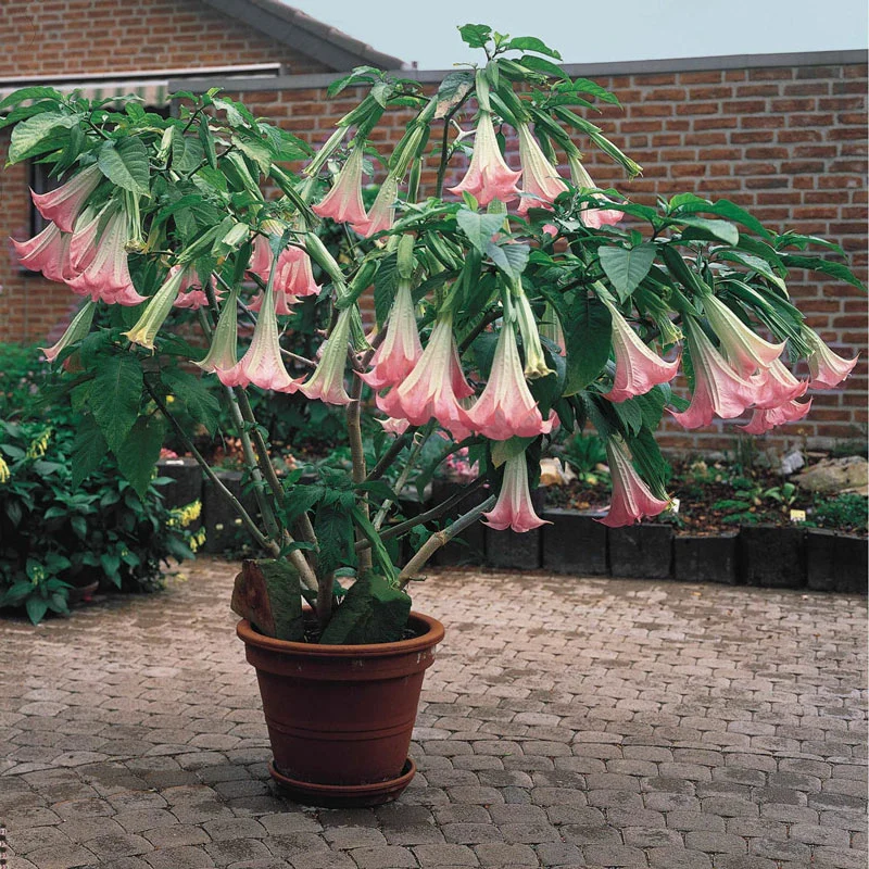 Pink Angel's Trumpet 1 1569-pink-angel-s-trumpet-1.webp