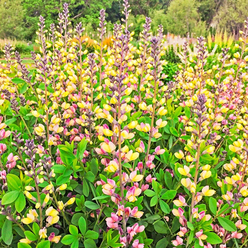 1571-pink-lemonade-false-indigo-1.webp