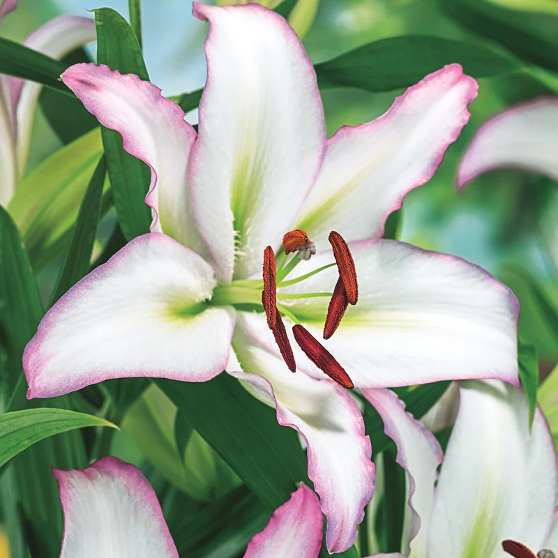 Brasilia Oriental Lily