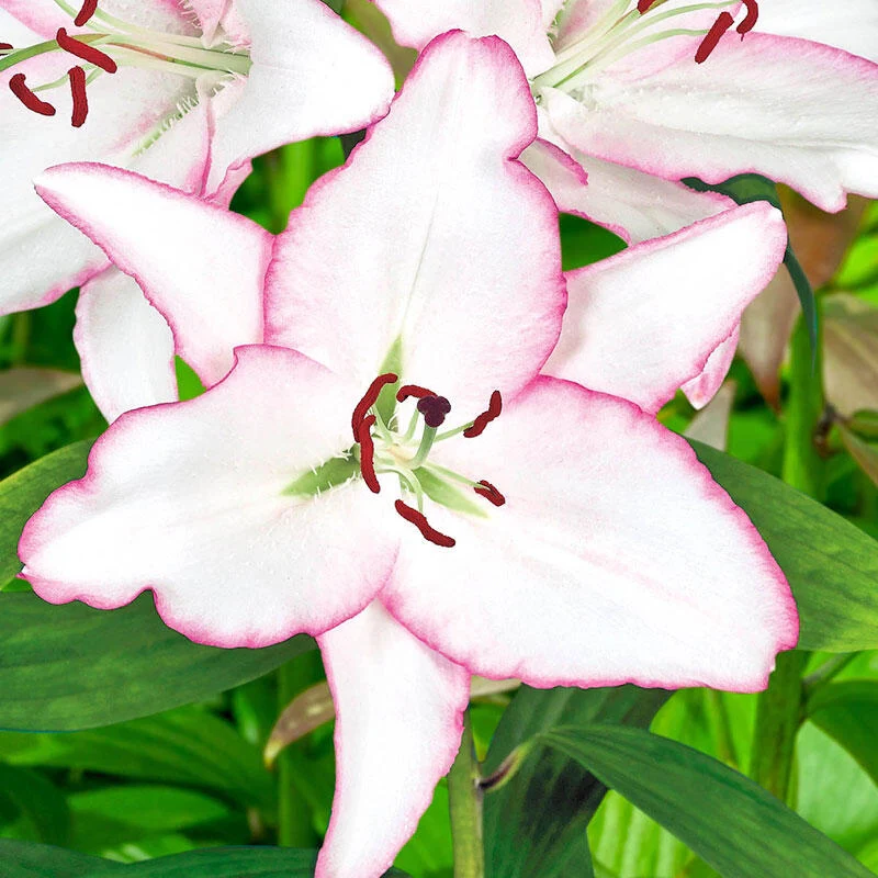 Brasilia Oriental Lily