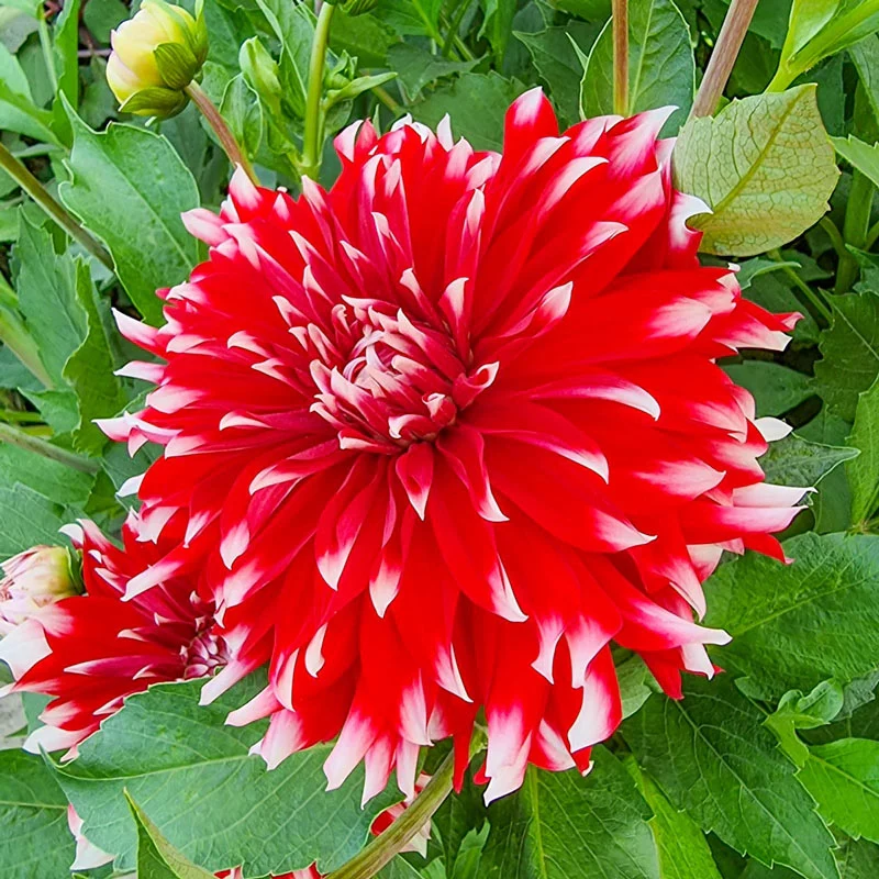 1578-davos-dinnerplate-dahlia-1.webp