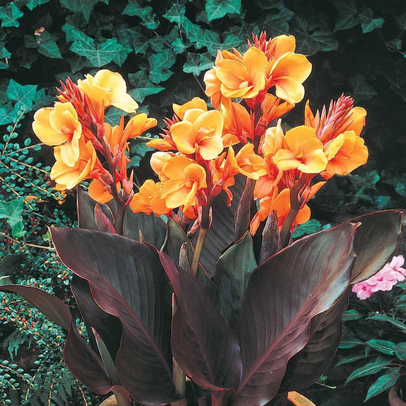 Louis Cottin Dwarf Canna