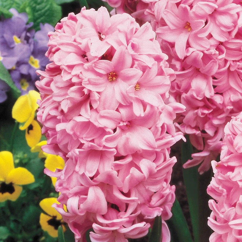 1580-colourful-hyacinth-collection-1.webp