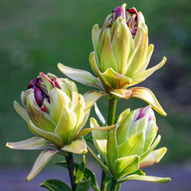 Mystery Dream Lily 1 1581-mystery-dream-lily-1.webp