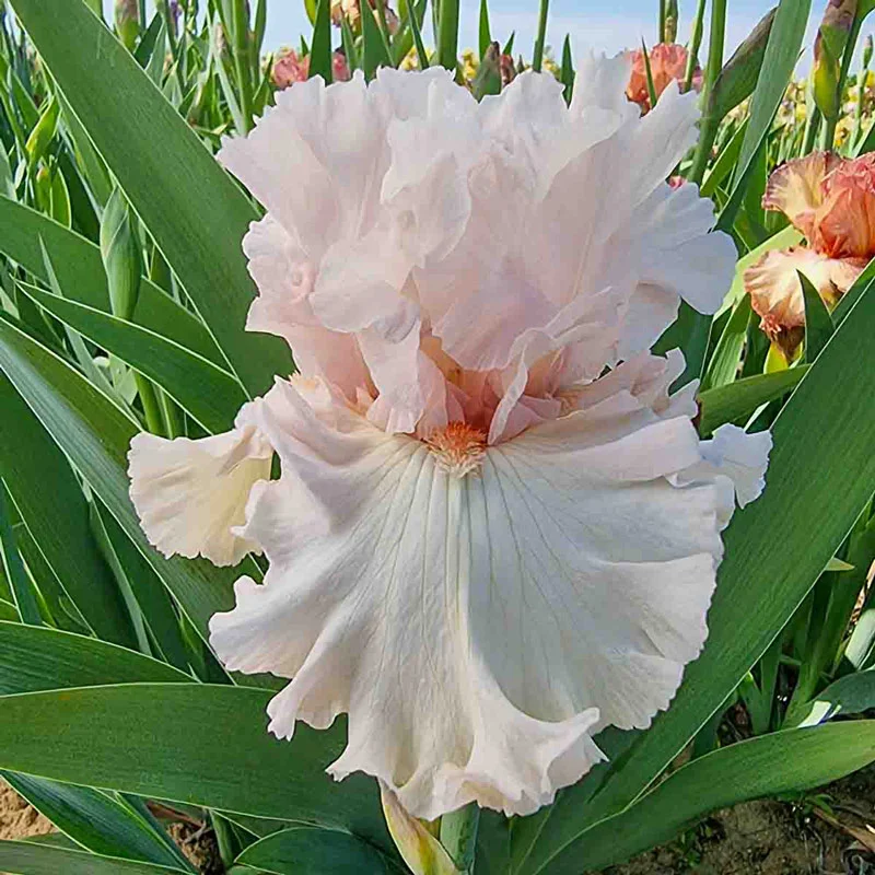 Head Over Heels Bearded Iris