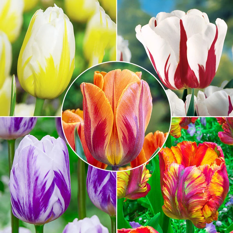 Flaming Beautiesâ¢ Tulip Collection