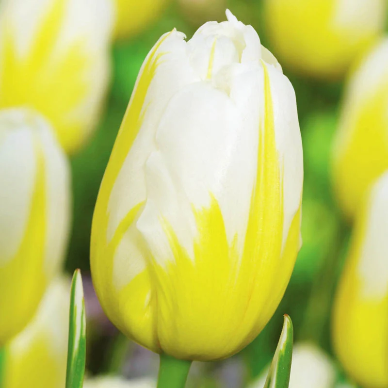Flaming Beauties⢠Tulip Collection