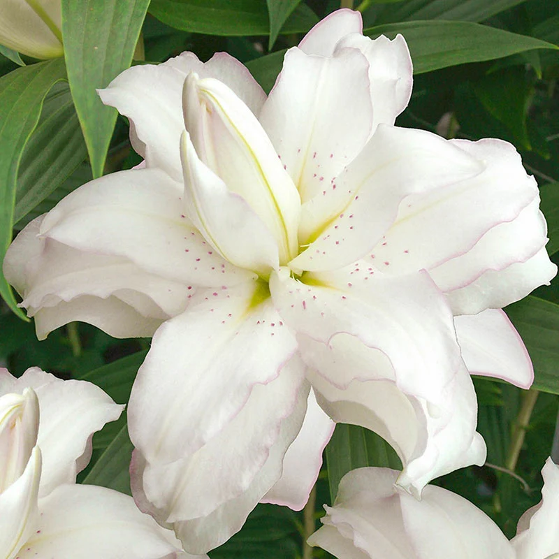 1599-lotus-lily-collection-1.webp