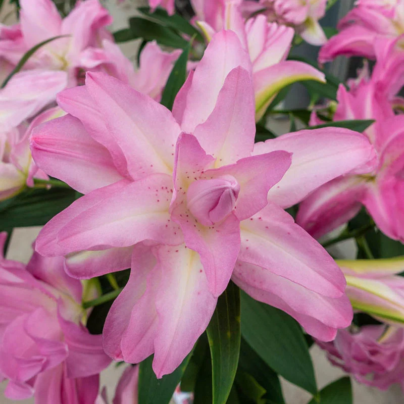 1599-lotus-lily-collection-1.webp