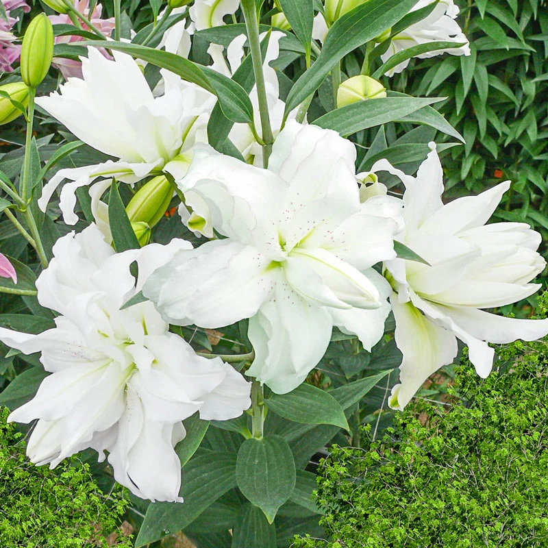 1599-lotus-lily-collection-1.webp