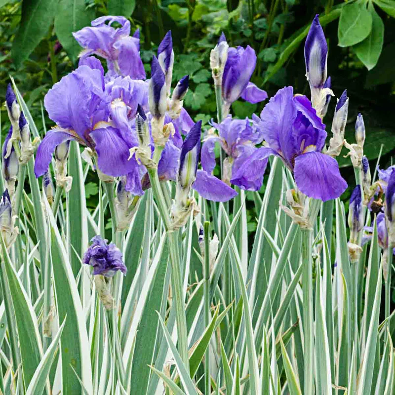 1602-pallida-variegata-silver-iris-1.webp