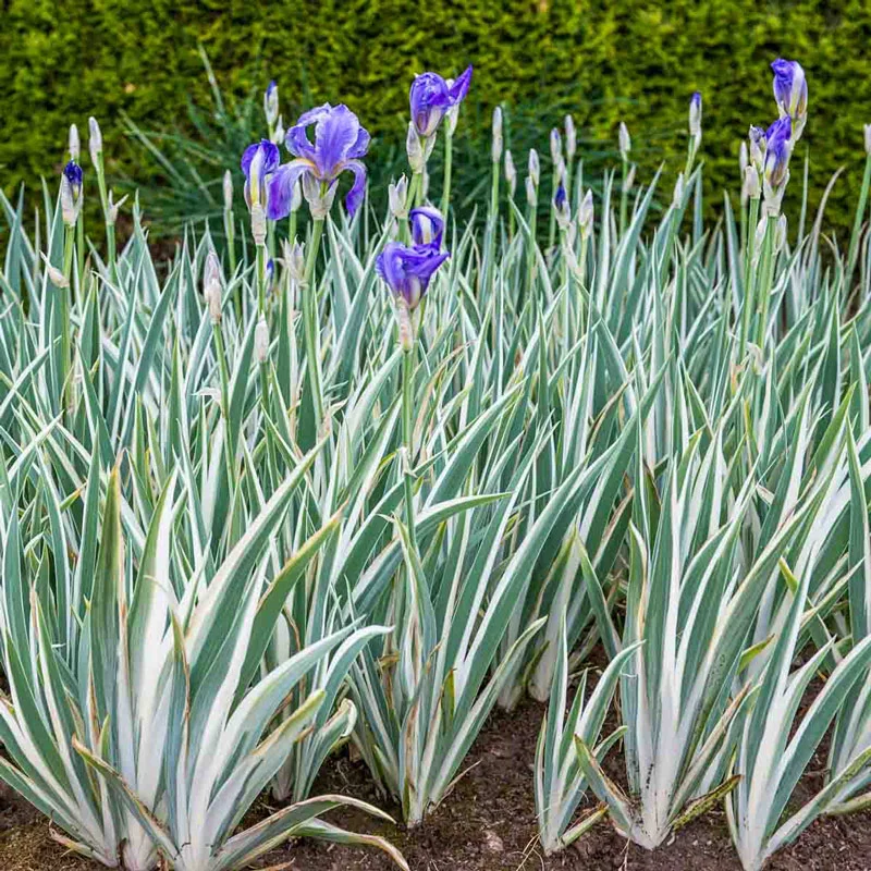 1602-pallida-variegata-silver-iris-1.webp