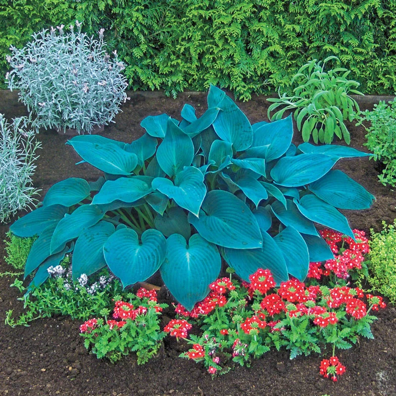 1603-canadian-blue-hosta-1.webp