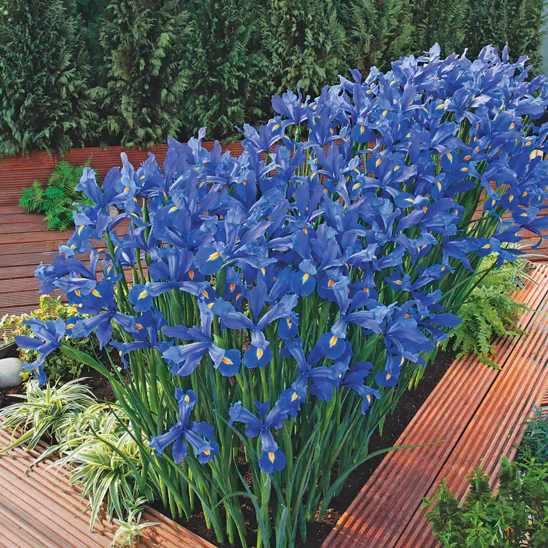 Discovery Dutch Iris