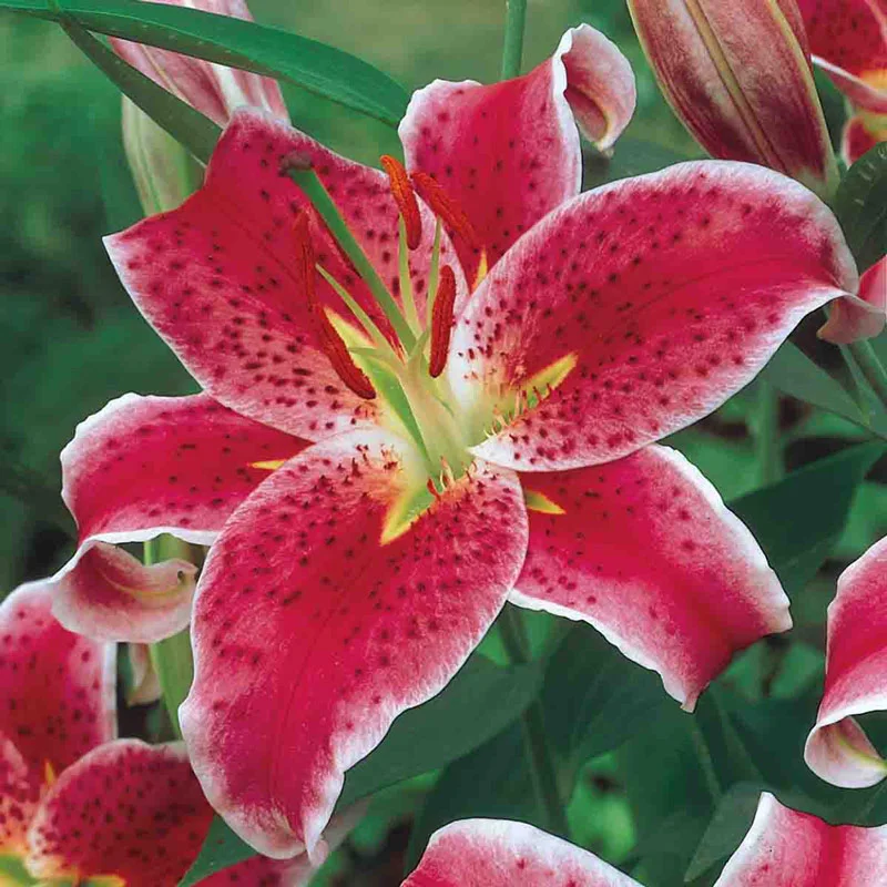1608-ben-s-oriental-lily-collection-1.webp